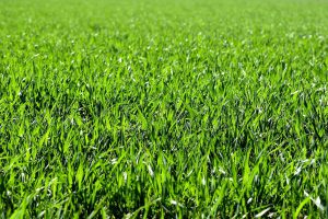 כל מה שחשוב לדעת על טיפוח דשא סינטטי